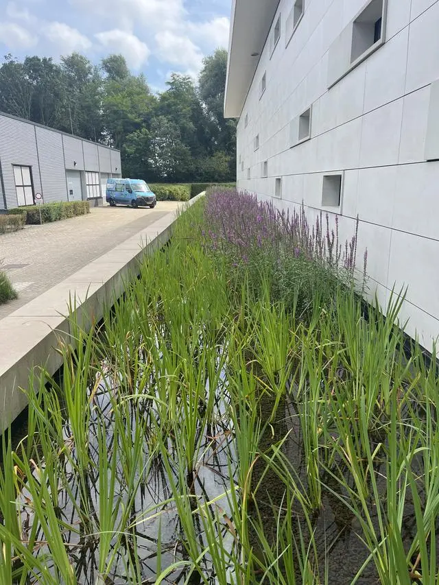 Natuurlijk zuiverend landschap aangelegd in vijver kantoor PWN